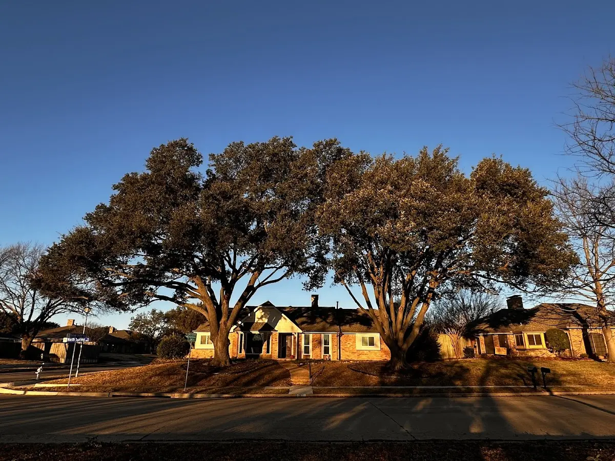 Established residential canopy tree shading a home in Webbville